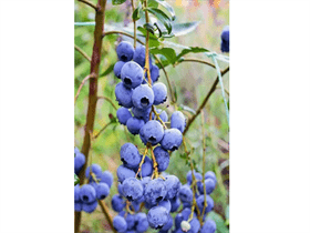 BLUEBERRY PLANTS other fruiting and nonfruiting plants